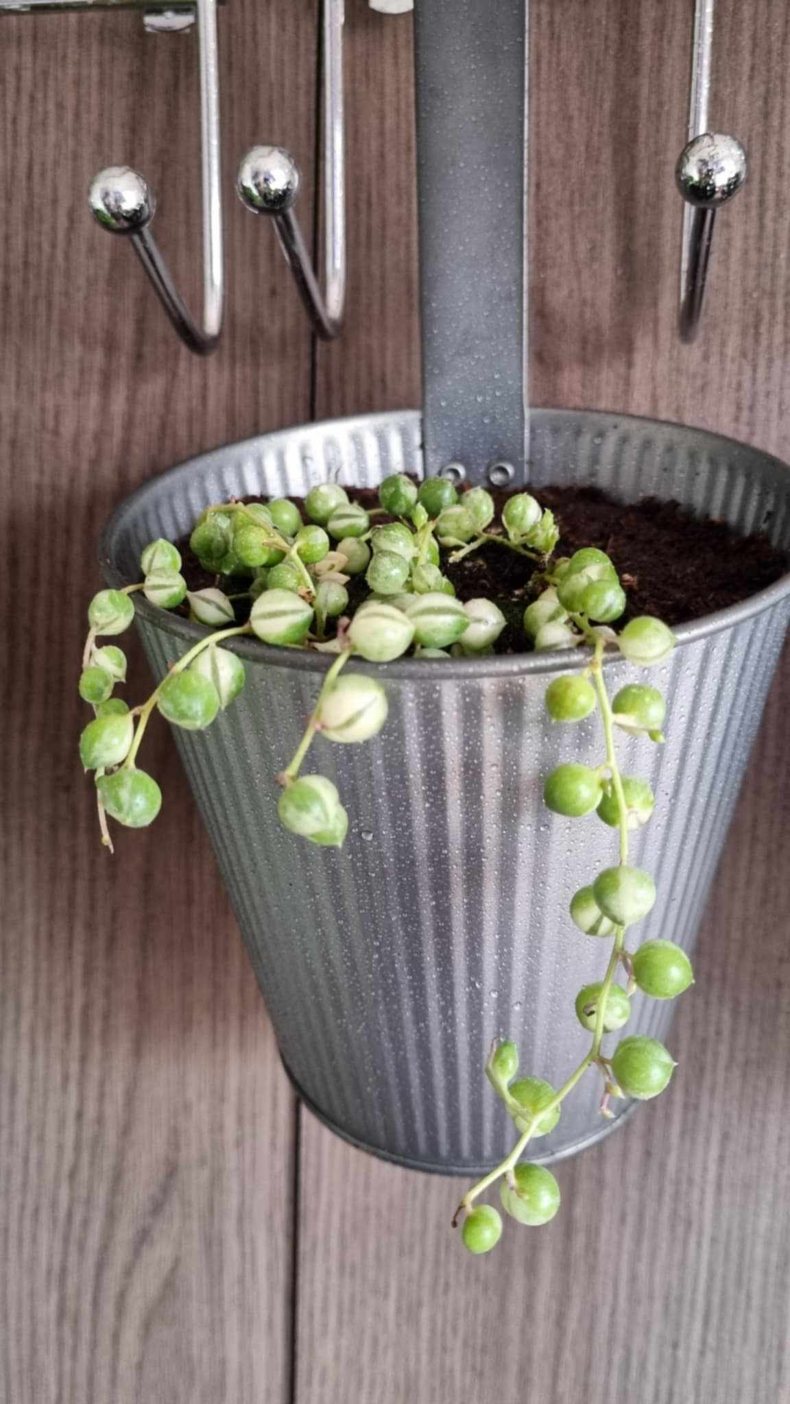 Variegated String of Pearls